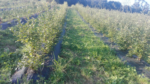 Arndano variedad Duke madura en Junio