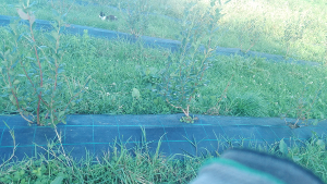 Arndano variedad Aurora madura en Agosto