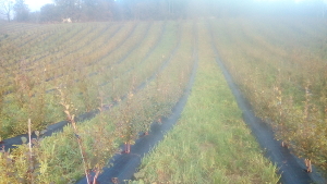 Arndano variedad Centra madura en Octubre