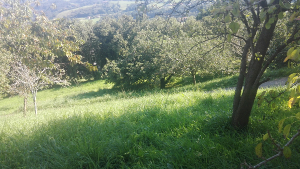 Frutales variados