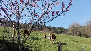 Pastando en primavera